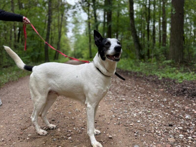 Łaciata Fina do adopcji