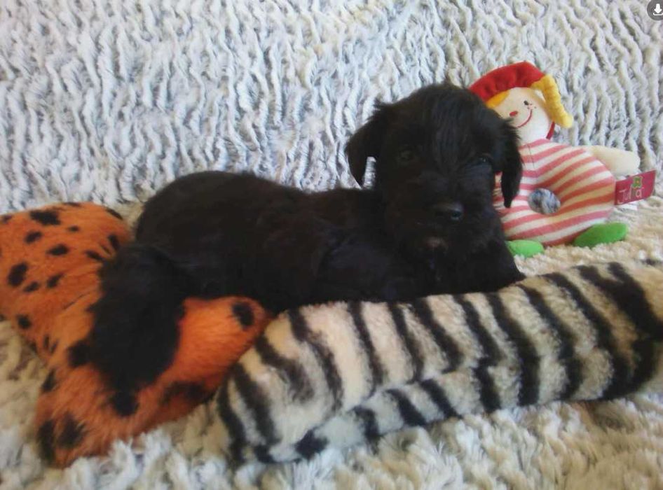 Sznaucer miniaturowy czarny (FCI) - piesek