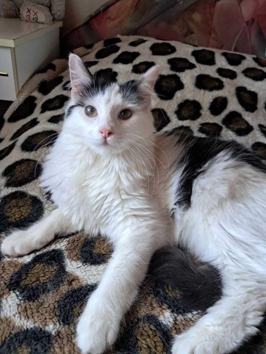 Котёнок Ляля — нежная девочка. Ей 10 месяцев.