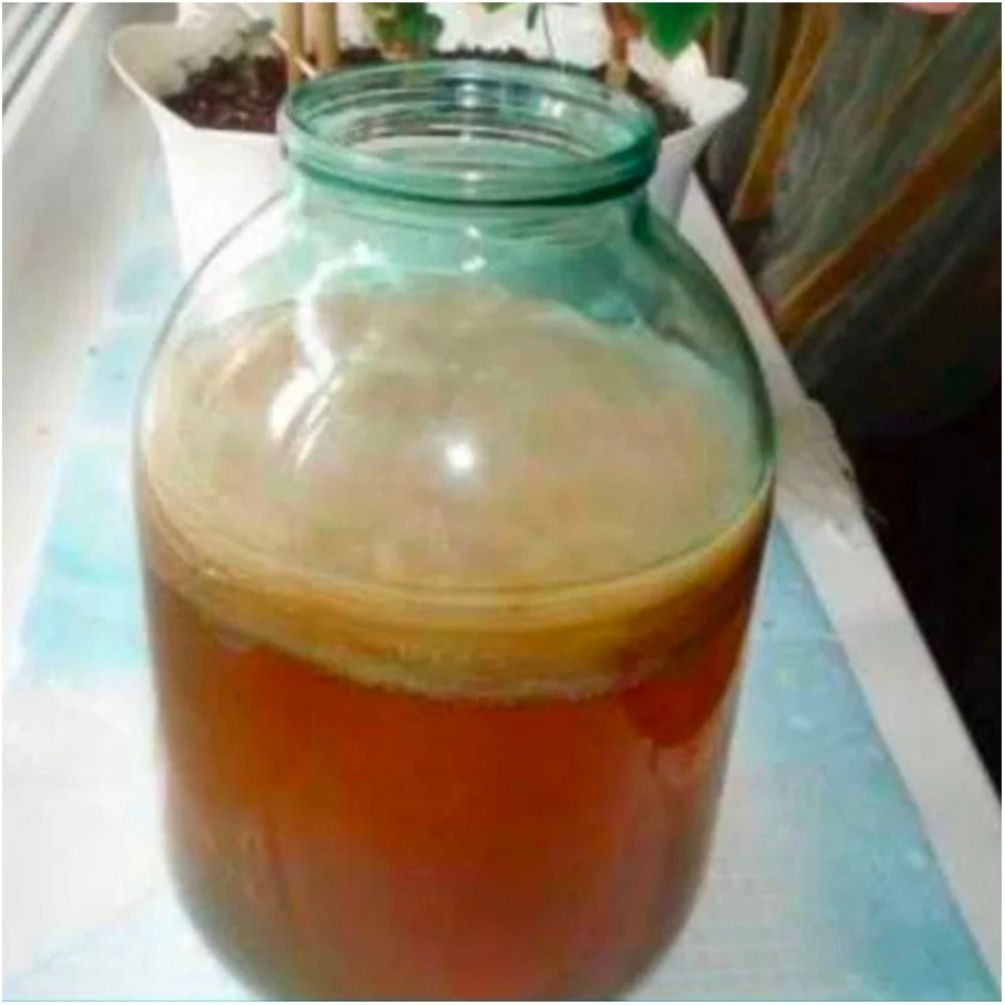 Чайный гриб, чайный квас