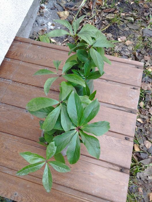 Морозники  чемерники