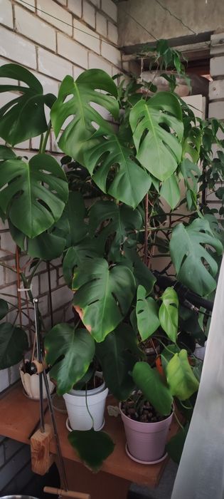 Монстера. Комнатные цветы.