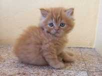 Gatinho persa puro