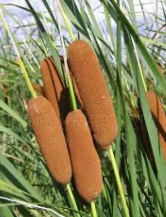 Продам продам ..,