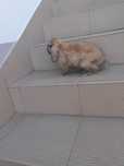 Samczyk mini lop Madagaskar