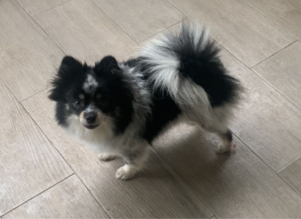 Spitz Alemão Anão