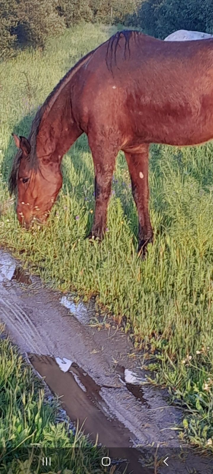 Vendo cavalo capado bem montado