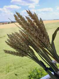 Колоски пшениця жито ячмінь