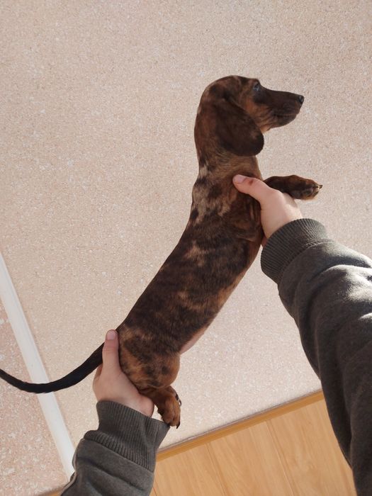 Дуже яскрава Маргоша такса 4міс