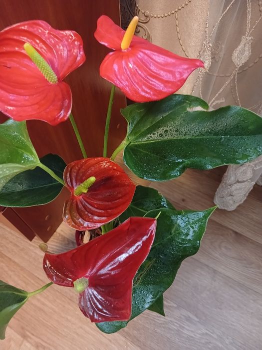 Продам  антуриум