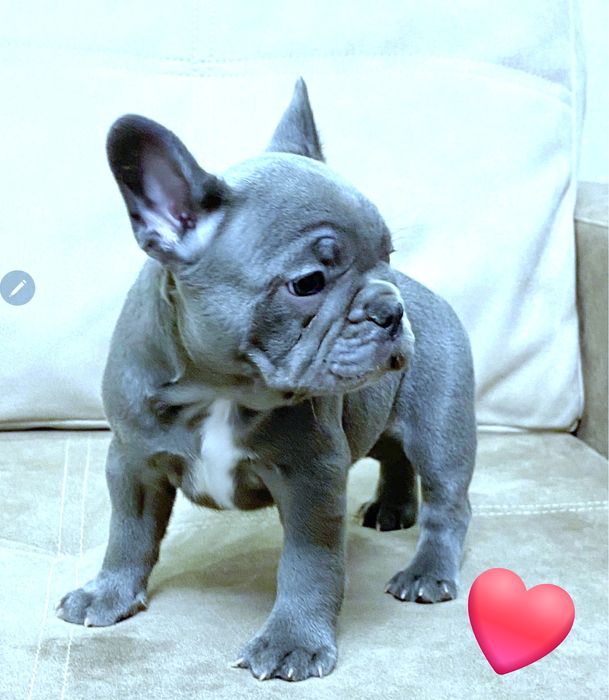 Блакитна красуня