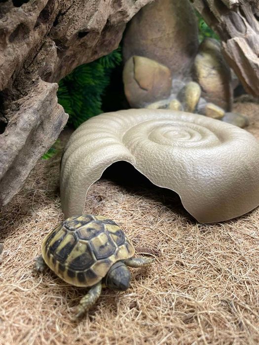 Декор в акваріум/тераріум