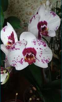 Орхидея Phalaenopsis. Уход, восстановление или реанимация...
