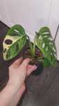 Monstera adansonii Japanese tricolor variegata