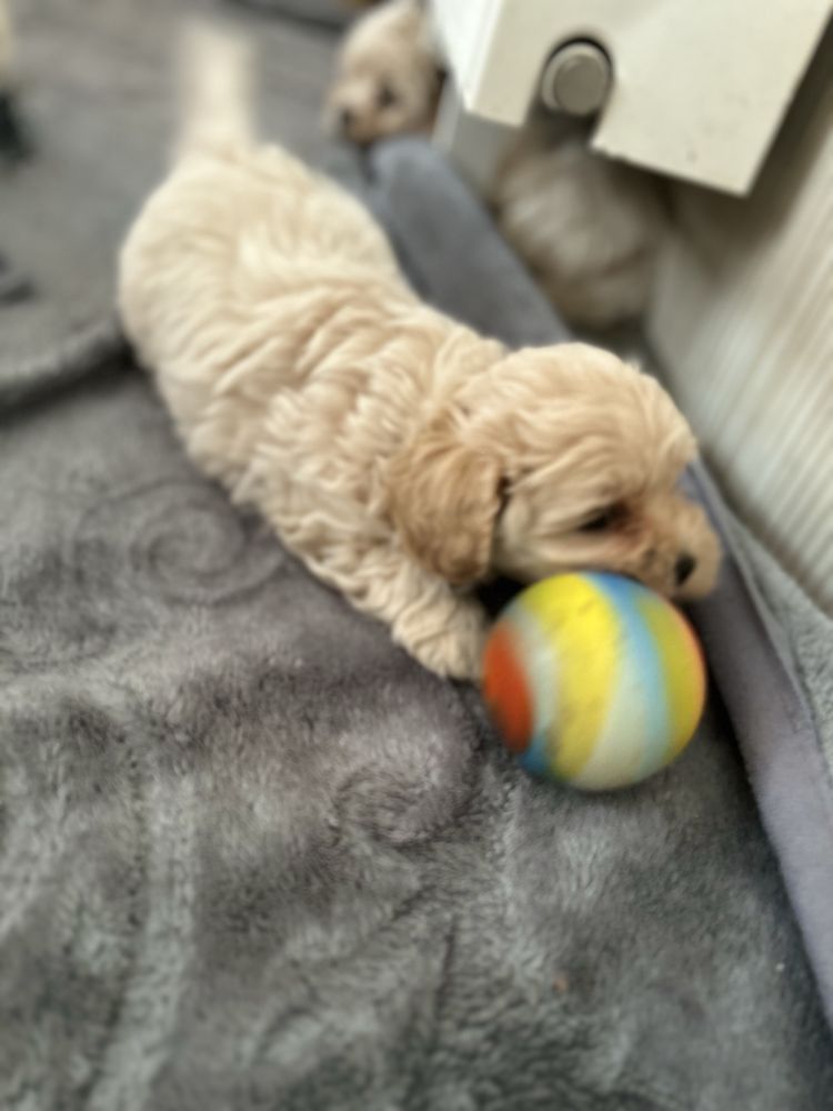Maltipoo śliczny piesek