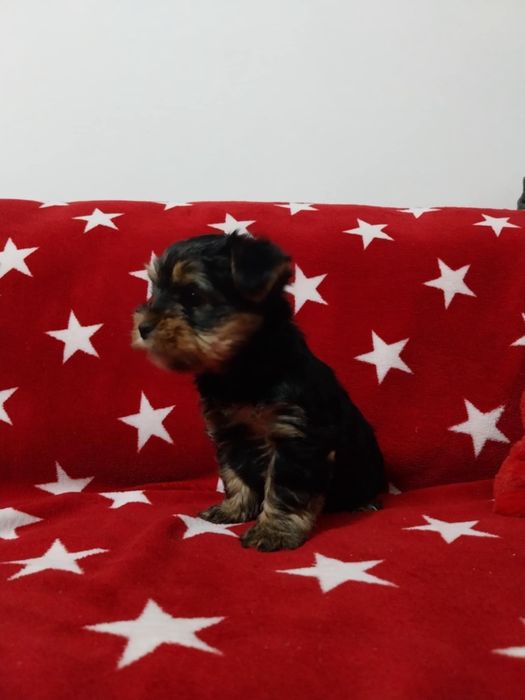 Yorkshire terrier