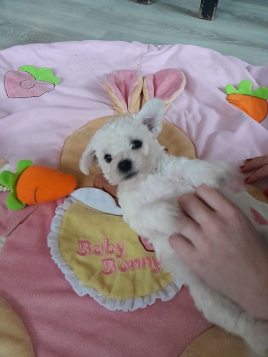 Bichon frise sunia