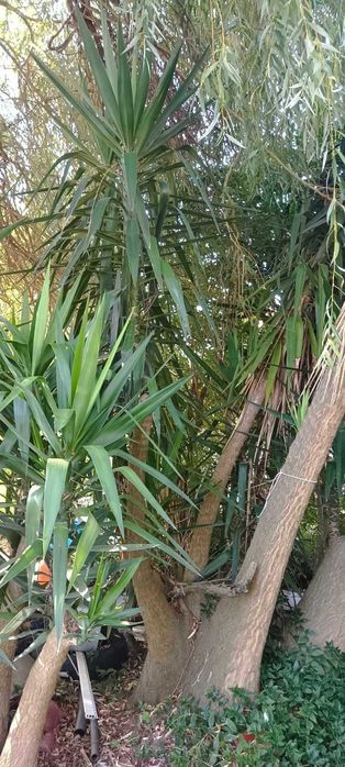 Vendo Yucca - pata de elefante