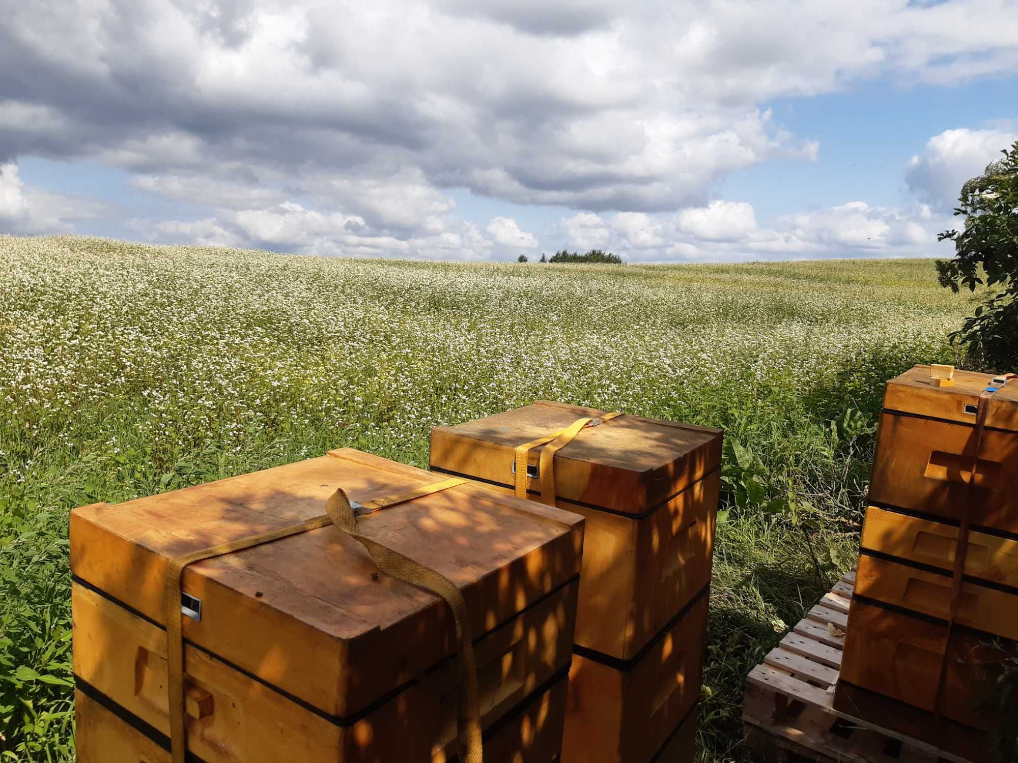 Miód pszczeli ekologiczny z własnej pasieki
