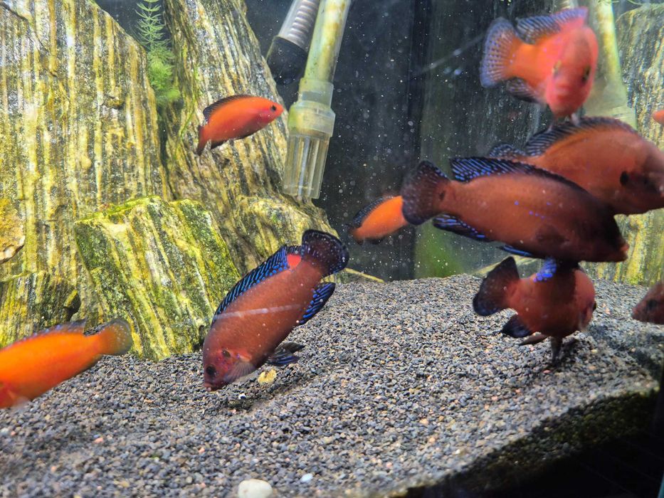 Hemichromis exsul