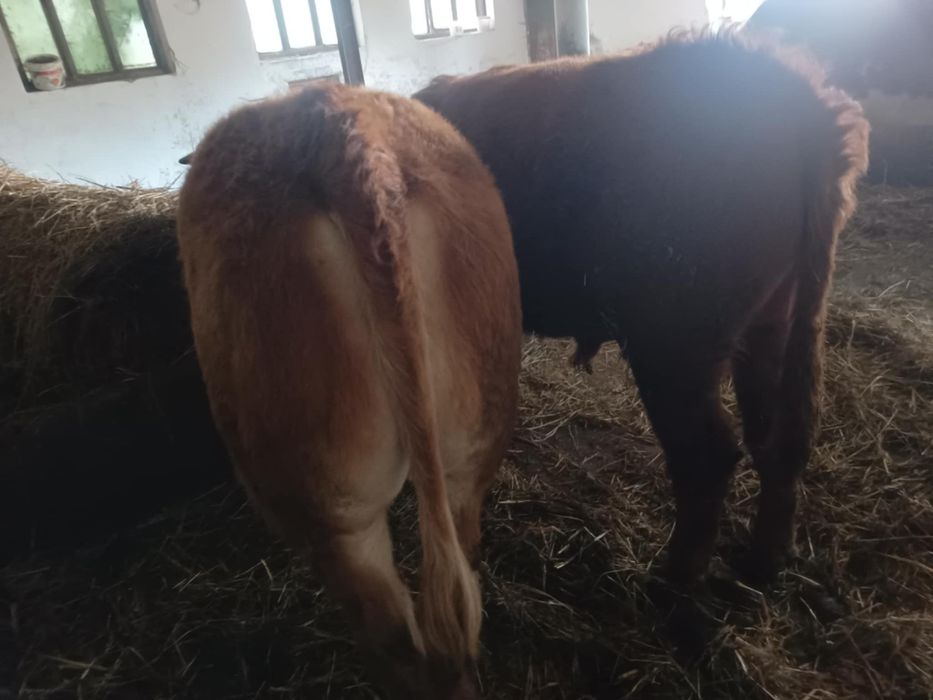 Byczki odsadki Limousine, simental, Charolaise z własnego chowu