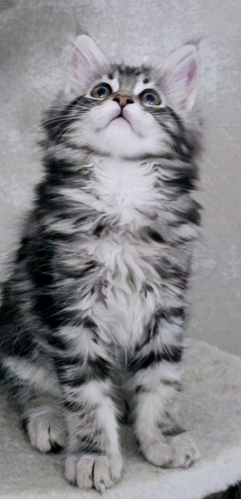 Kotka maine coon
