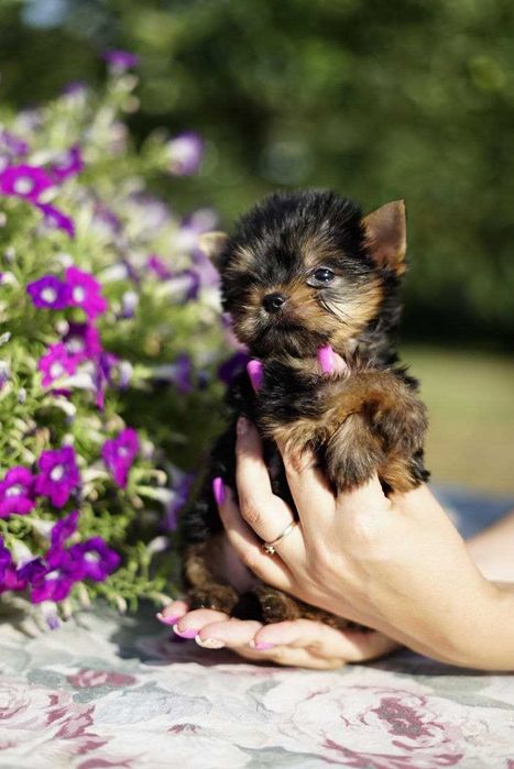 Хлопчики та дівчатка йорки