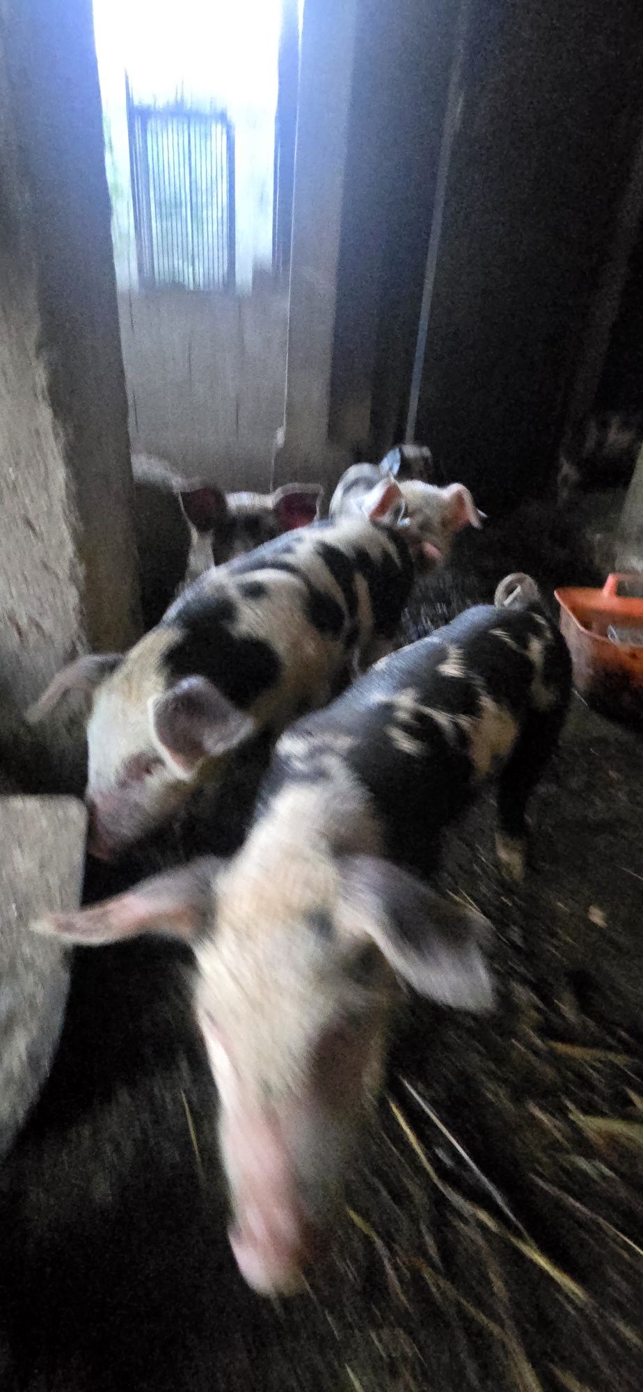 Leitões para venda