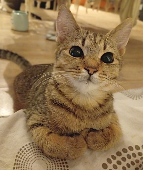 Kotki przytulaski do adopcji