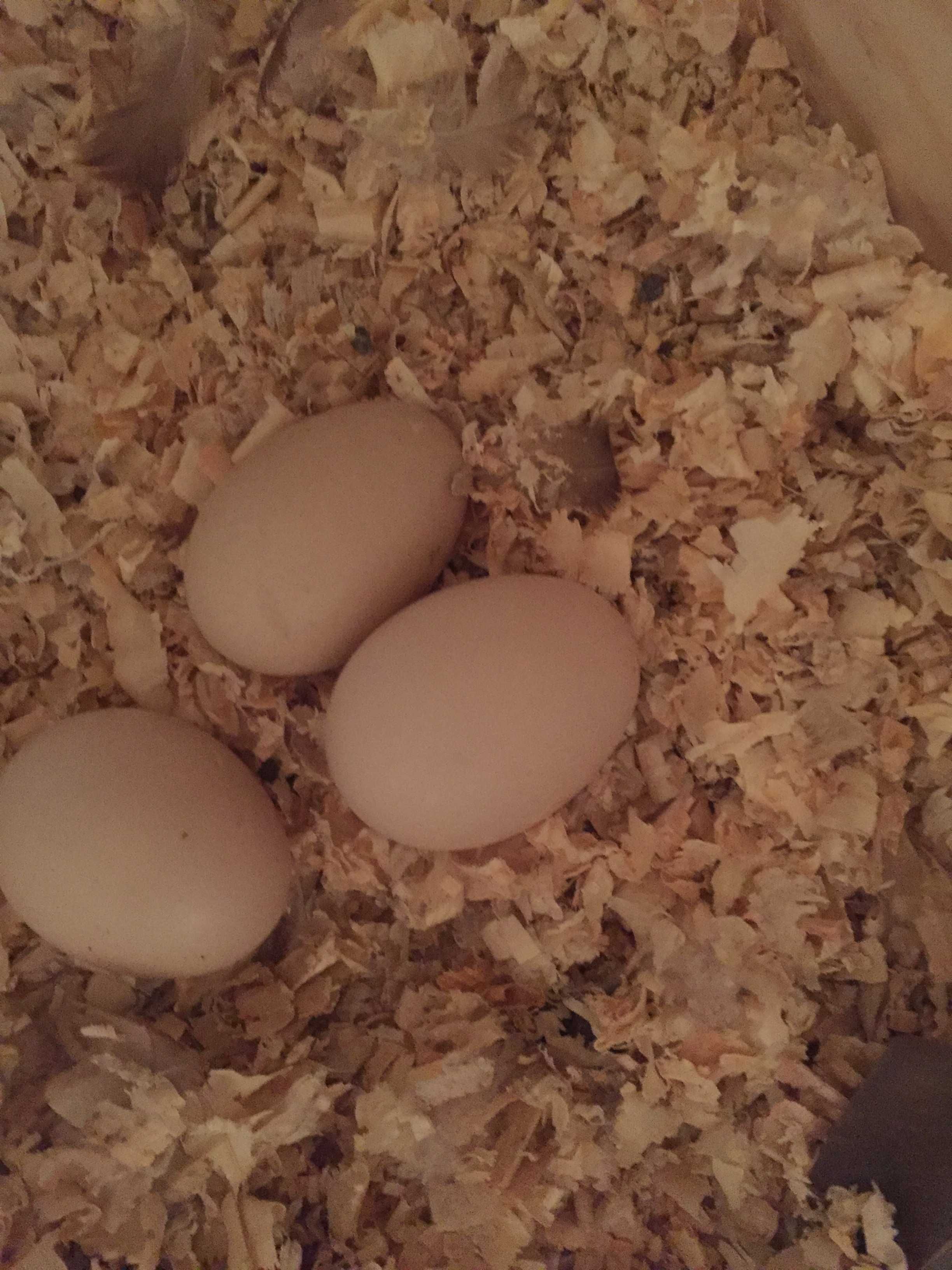 Качур. Мускусний , качки . ІІнкубаційне яйце білої качки. Каченята