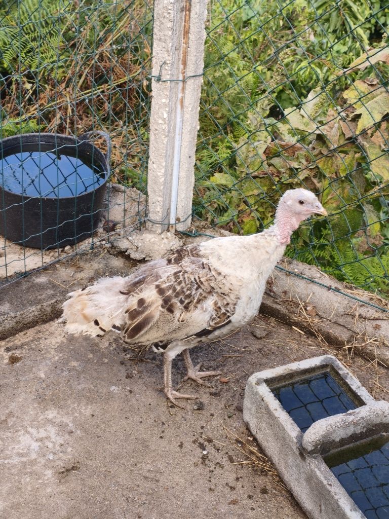 Vendo casal de perus