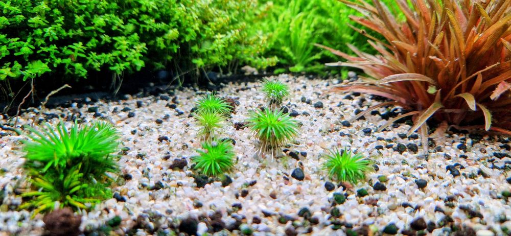 Eriocaulon Ratnagiricum sadzonka