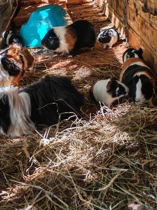 Sprzedam świnki morskie tanio. tel pięć 0 trzy cztery 6 pięć cztery 88