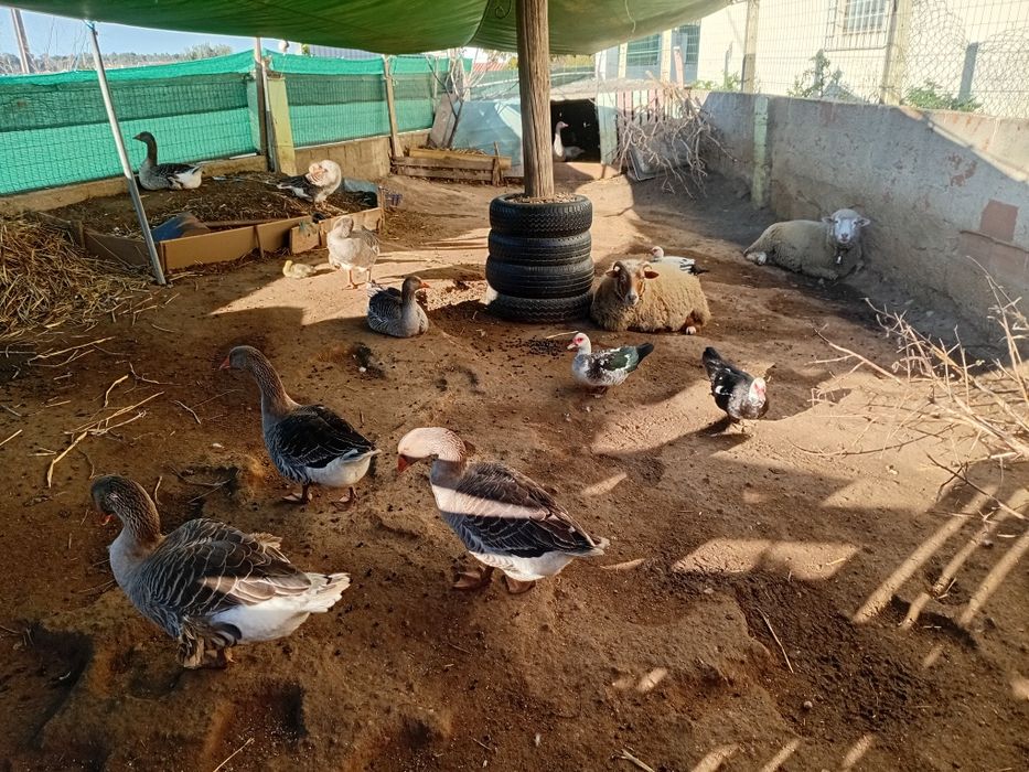 Vendo patos e gansos