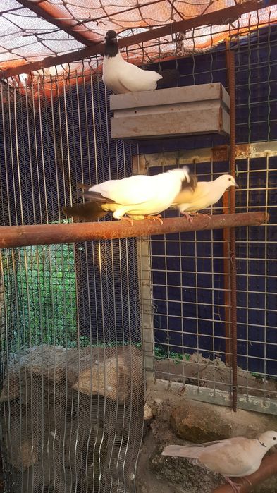 Casal viuvinhas 2025