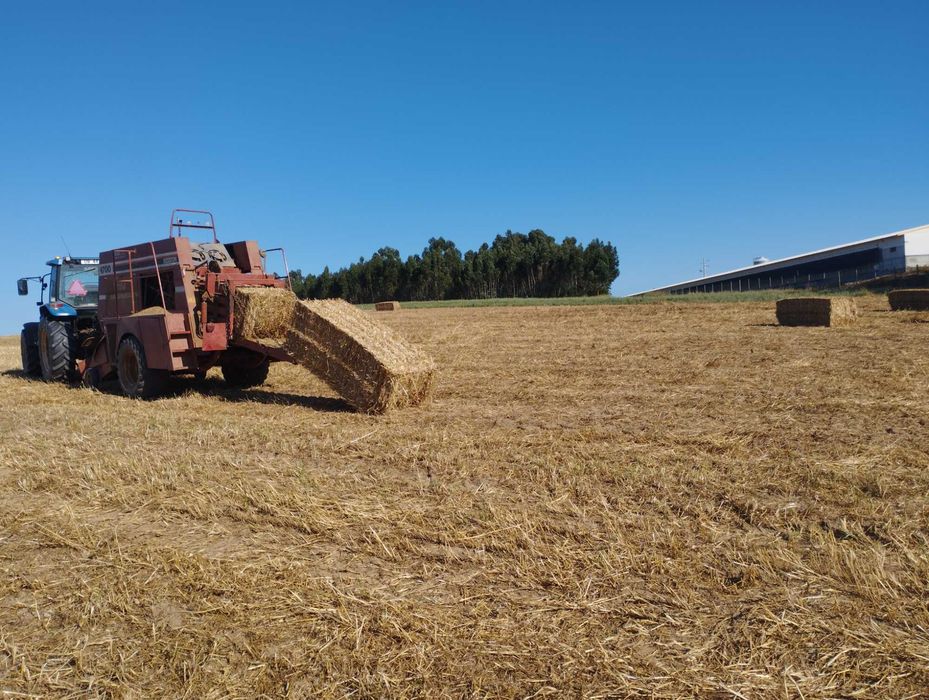 Vendo Feno de azevem