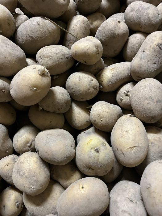 Ziemniaki Pogoria wielkość sadzeniaka