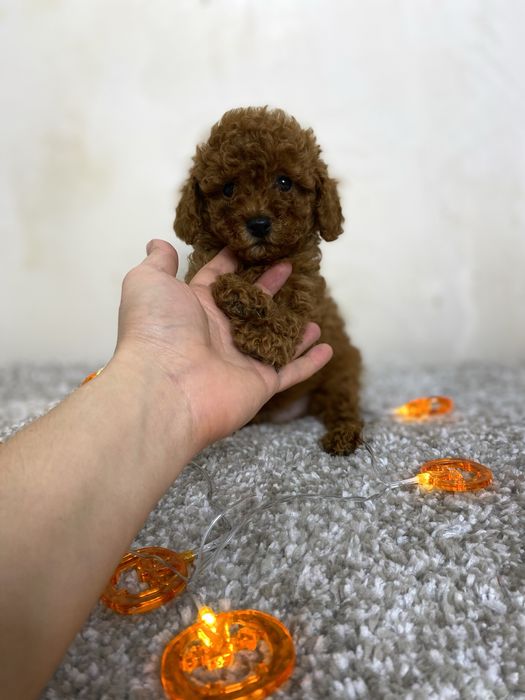 Мальтипу шикарный мини мальчик ред браун