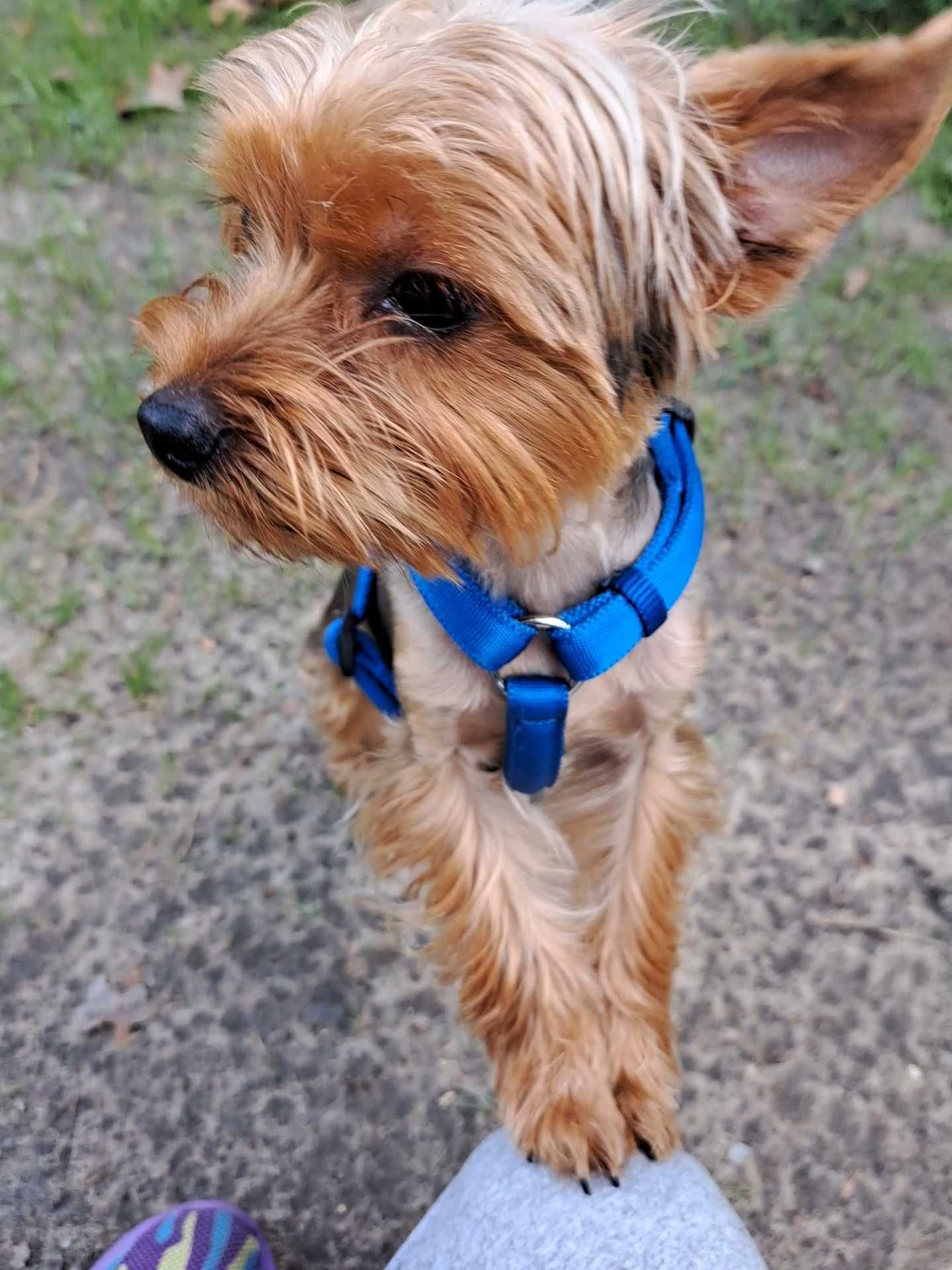 Yorkshire Terrier odchowany srebrno - złoty - Amorek - Paszport