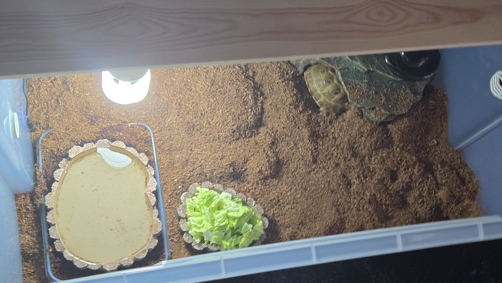 Terrario para tartaruga