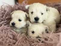 Sprzedam sunie rasy West Highland White Terrier