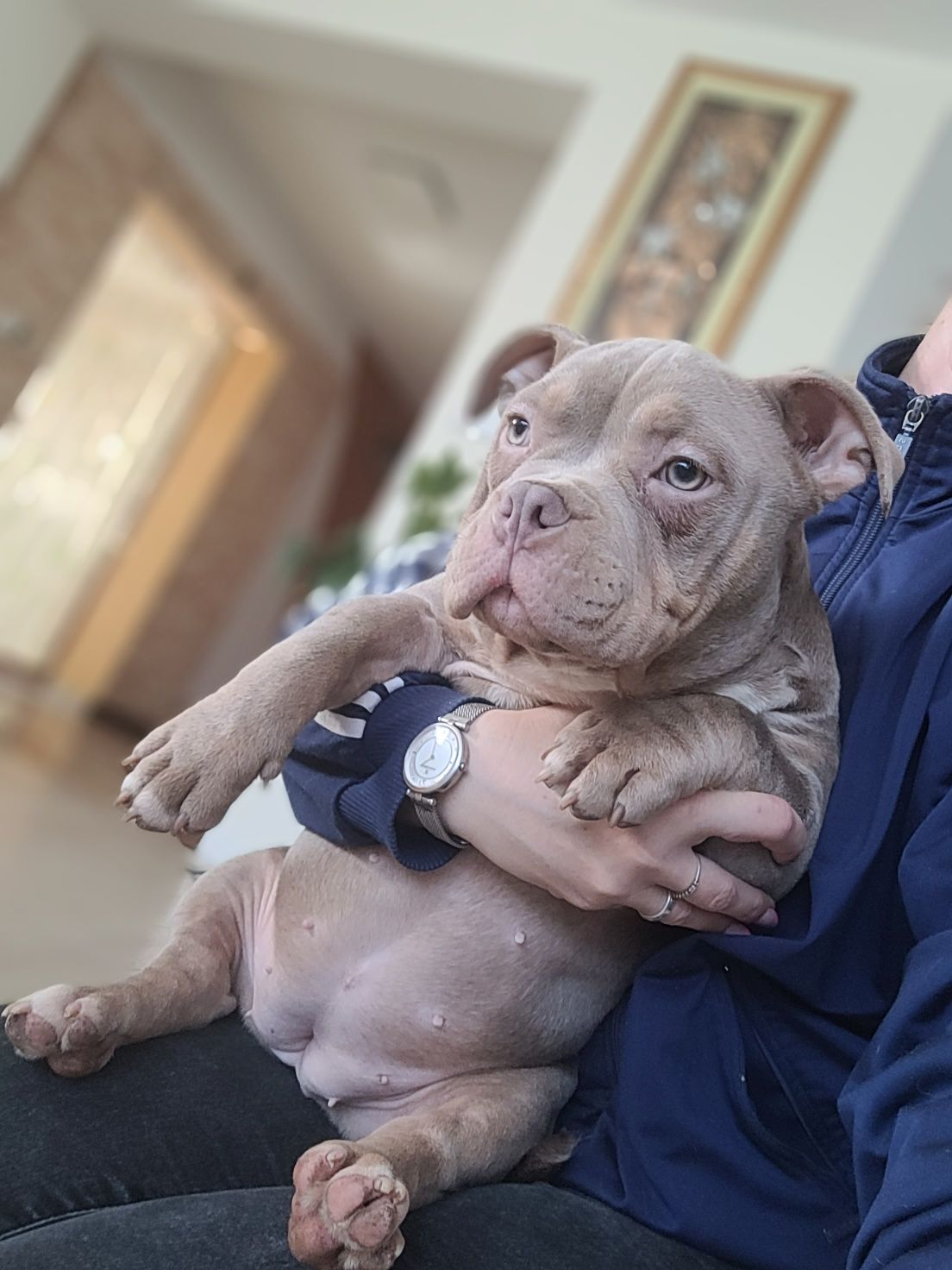 American bully suczka Cowboy Louis-v