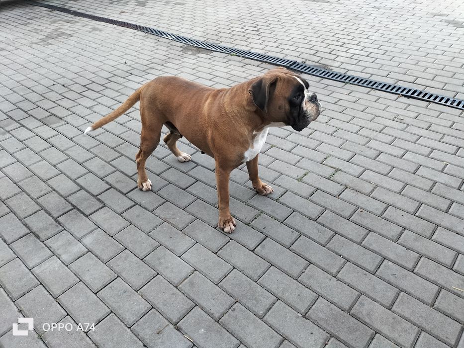 Piękna Suczka!Bokser!