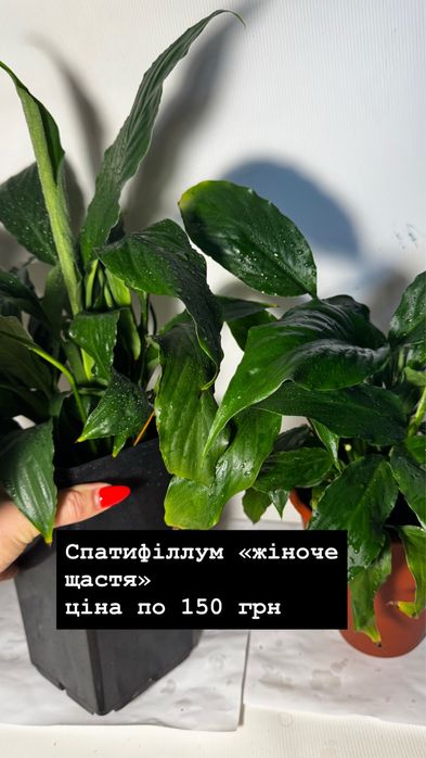 Кімнатна рослина «жіноче щастя» спатифілум