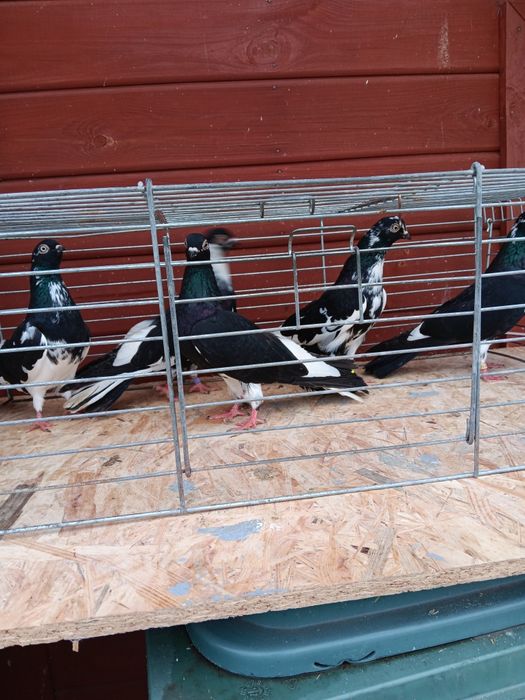 Gołębie zamojskie murzyny roztoczanskie