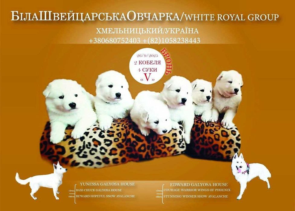 БШО — елітні цуценята, документи, соціалізація