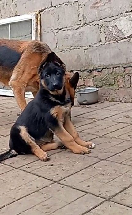 Яркая и крупная сука 2,5 мес.