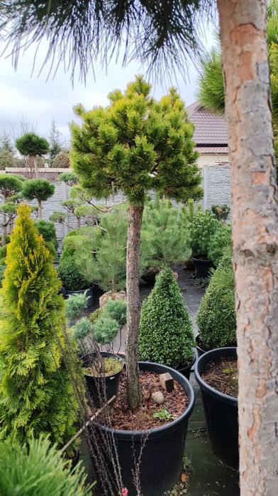 Штамбові  рослини