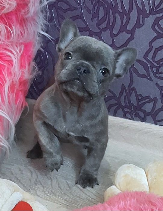 Выбор французиков.щеночки