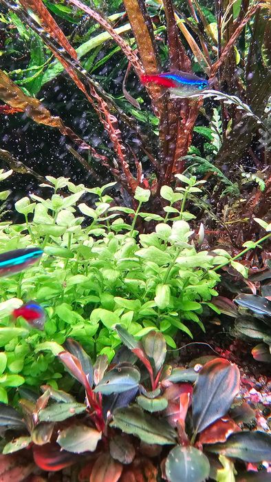 Bacopa australis i inne rośliny akwariowe